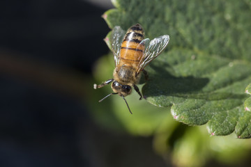 Honey bee close up
