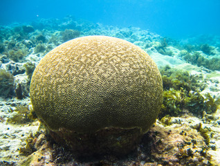 A large piece of brain coral (family Mussidae or Merulinidae) in the Caribbean Sea. Corn Islands,...