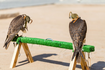 Peregrine falcons