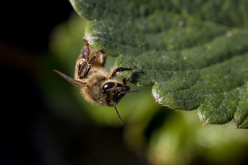 Honey bee close up