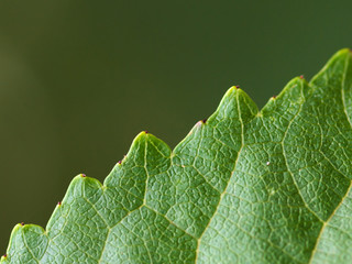 Nahaufnahme des zackigen Randes eines gr&uuml;nen Blattes vor gr&uuml;nem Hintergrund
