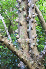 Fototapeta premium Large bumpy thorns line the trunk of the pochote tree (Bombacopsis quinata). Photographed in Monteverde, Costa Rica.