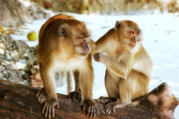Crab-eating macaques sitting at the beach on Phi Phi Don Island, Krabi Province, Thailand
