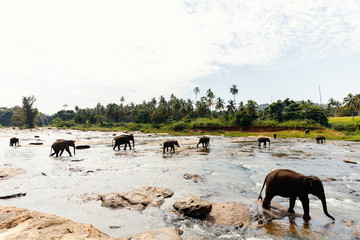 Wild elephants in Sri Lanka