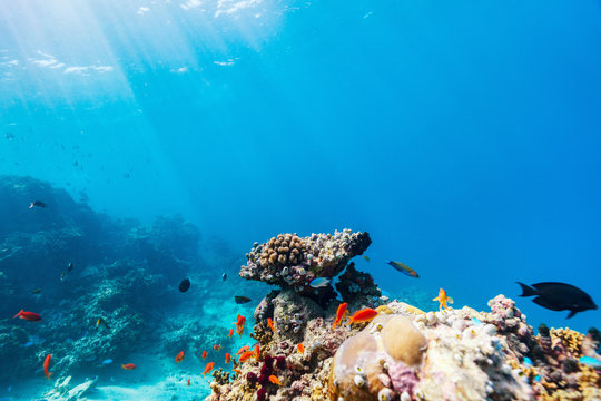 Fototapeta Rafa koralowa pod wodą