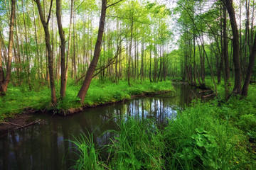 Beautiful landscape with a river in the forest. Fallen branches of trees in the river. Nature composition.