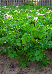 Field of potatoes on the land plot
