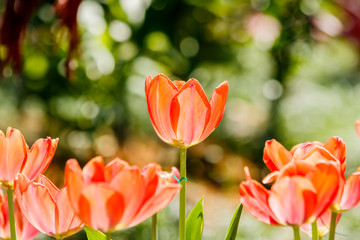 Beautiful tulips in tulip field with bouquet  background