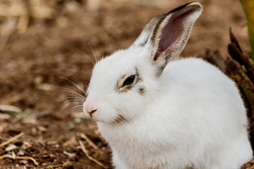  White rabbit in farm