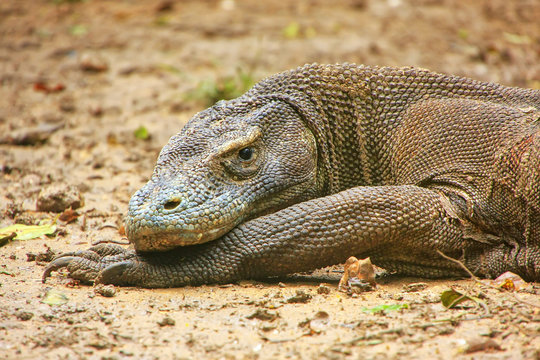 Portrait of Komodo dragon resting on Rinca Island in Komodo National Park, Nusa Tenggara, Indonesia
