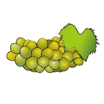 9 Best 紫のブドウ Images Stock Photos Vectors Adobe Stock