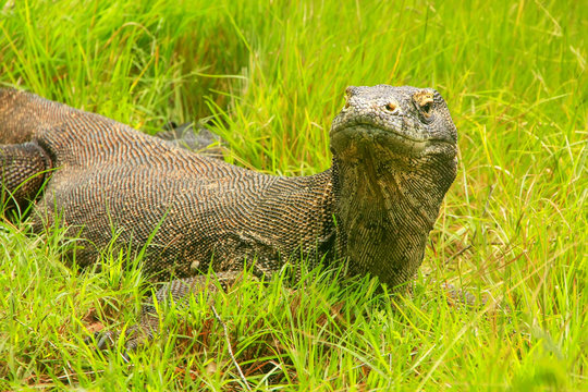 Komodo dragon lying in grass on Rinca Island in Komodo National Park, Nusa Tenggara, Indonesia