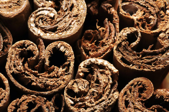 Cinnamomum verum Ceylon-Zimtbaum Cinnamomo Корица Canela Cinnamon Cannella Cannelier Spice &Kappa;&iota;&nu;&nu;ά&mu;&omega;&mu;&omicron;&nu; &tau;&omicron; &gamma;&nu;ή&sigma;&iota;&omicron;&nu; Cynamonowiec cejloński