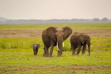 Naklejka na ściany i meble Elephant front view with his cub in the savannah of Amboseli Park in Kenya