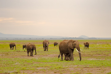 Fototapeta na wymiar Elephant family in the savannah countryside of Amboseliau Park Kenya