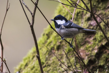 Obraz premium Tannenmeise (Periparus ater)