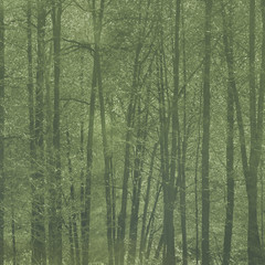 Obraz premium Green forest with young spring leaves on the trees. Blurred background.