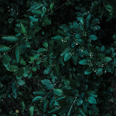 Green leaves background shot in low key. Close up.