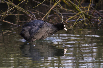 Blässhuhn (Fulica atra)