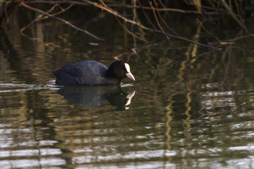 Blässhuhn (Fulica atra)