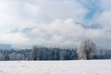 Beautiful  frosty winterlandscape