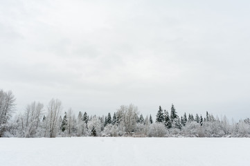 Winter landscape of a field with evergreen and deciduous trees in the background