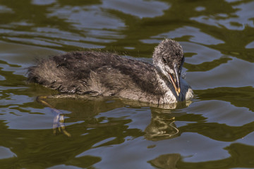 Blässhuhn (Fulica atra)
