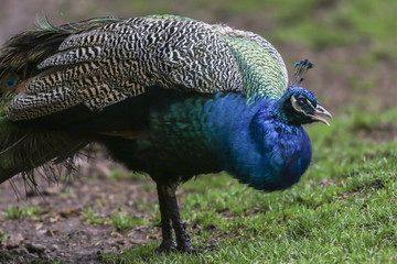 Fototapeta premium Blauer Pfau (Pavo cristatus)