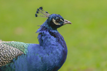 Obraz premium Blauer Pfau (Pavo cristatus)