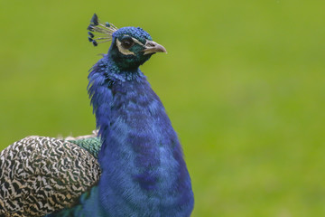 Blauer Pfau (Pavo cristatus)