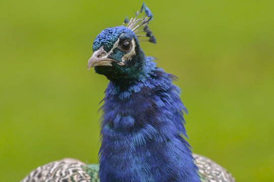 Blauer Pfau (Pavo cristatus)