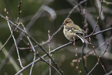 Obraz premium Buchfink (Fringilla coelebs)