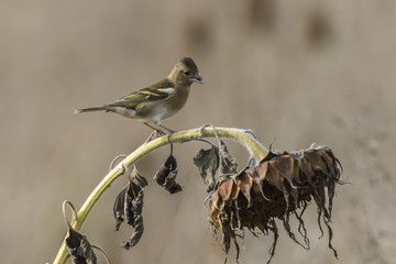 Buchfink (Fringilla coelebs)