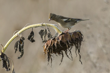 Buchfink (Fringilla coelebs)