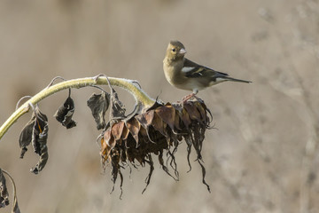 Buchfink (Fringilla coelebs)