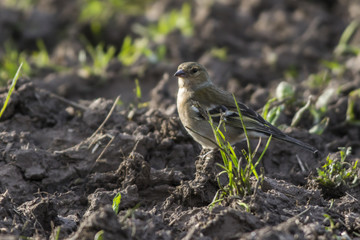 Buchfink (Fringilla coelebs)