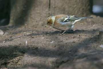 Buchfink (Fringilla coelebs)