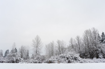 Winter landscape of a field with evergreen and deciduous trees in the background