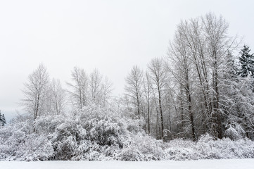 Fototapeta na wymiar Winter landscape of a field with evergreen and deciduous trees in the background