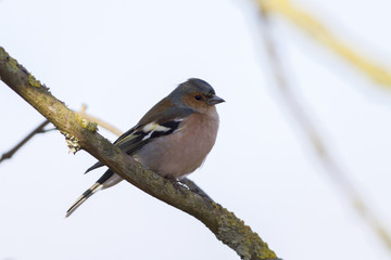 Fototapeta premium Buchfink (Fringilla coelebs)