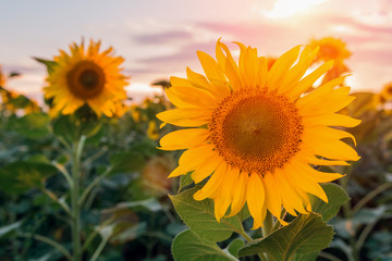 Summer landscape: beauty sunset over sunflowers field.
