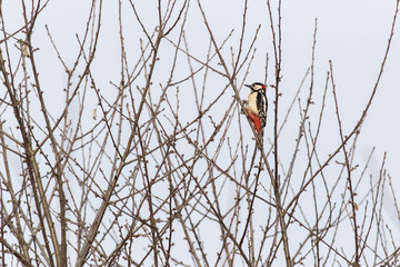 Buntspcht (Dendrocopus major)