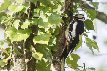 Buntspcht (Dendrocopus major)