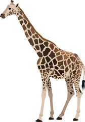 isolated giraffe