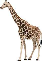 Fototapeta premium isolated giraffe