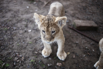 Little lion