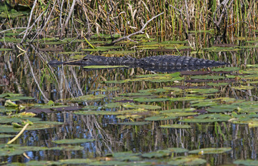 An American Alligator (Alligator mississippiensis), on the surface of the water in a waterway in the Florida Everglades.
