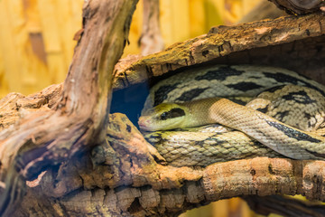 A poisonous snake is preparing to attack its prey.