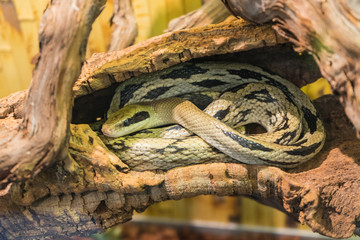 A poisonous snake is preparing to attack its prey.