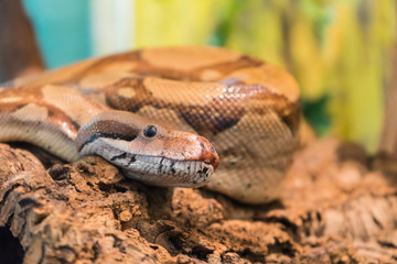 A poisonous snake is preparing to attack its prey.